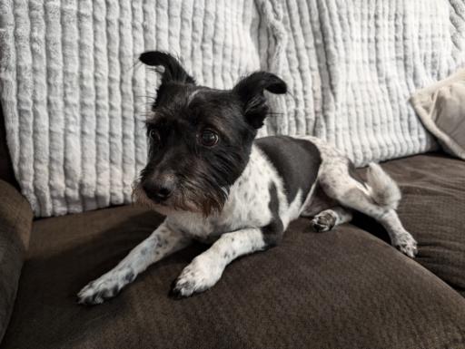 Last picture I got to take of Buddy, he's a smaller black & white dog with lots of small spots, large black one on his back and his entire head is black
                                            he is sitting on a couch, looking distracted