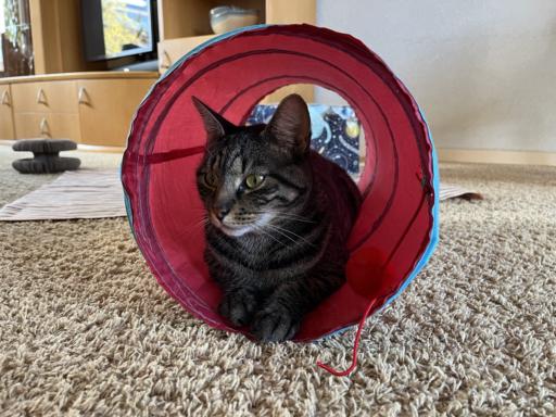 My cat Apollo resting in a tube thing.